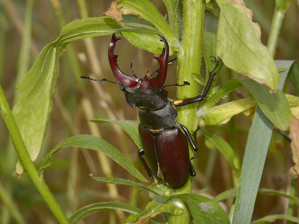 Lucanus cervus - Lucanidae